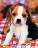 beagle-pup-print-c10054590[1]_t1.jpg